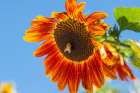 Honeybee lands on a huge sunflower. Art Print